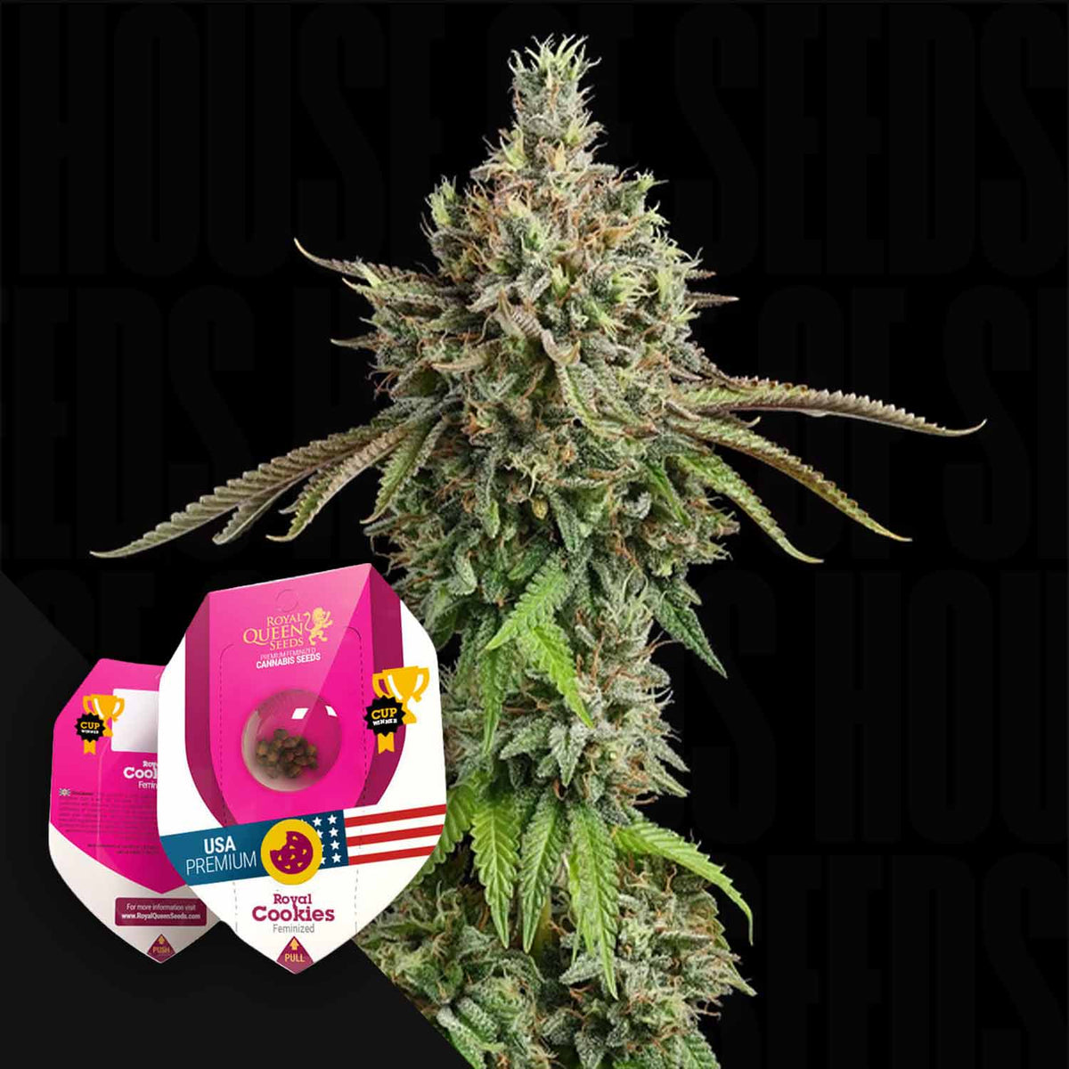 Royal Queen Seeds - Royal Cookies