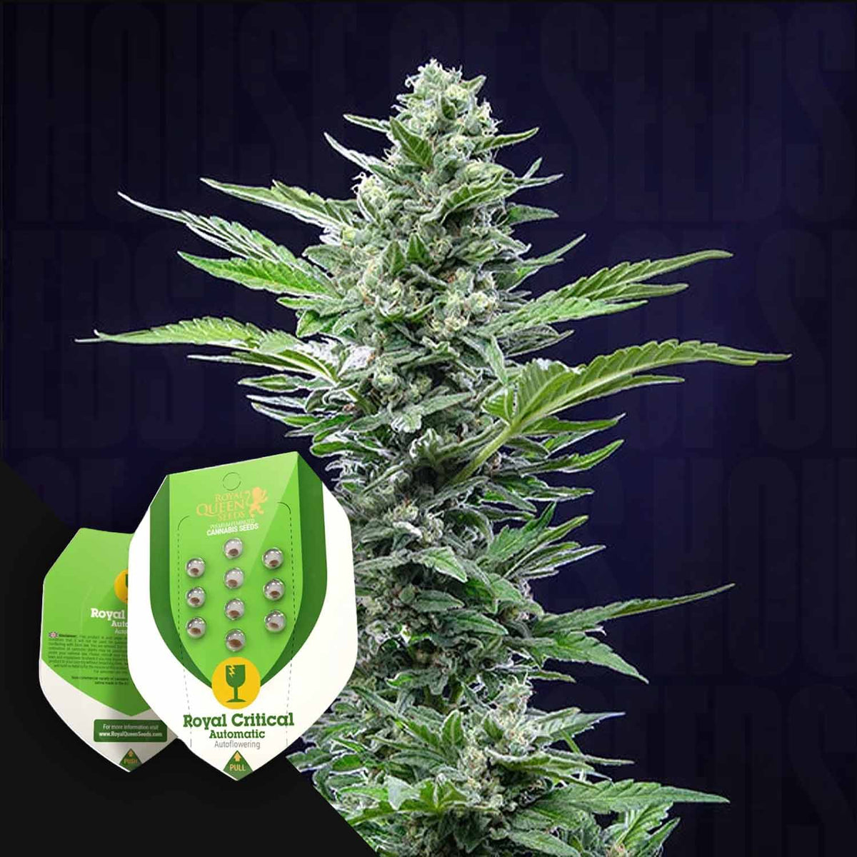 Royal Queen Seeds - Royal Critical Auto