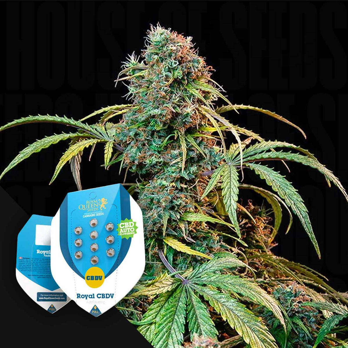 Royal Queen Seeds - Royal CBDV Automatic