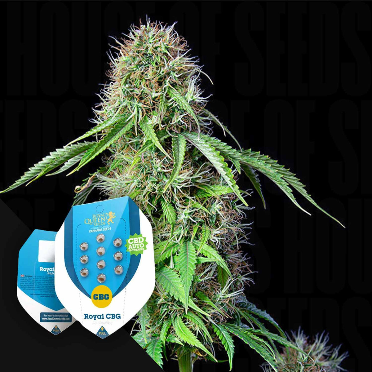Royal Queen Seeds - Royal CBG Automatic