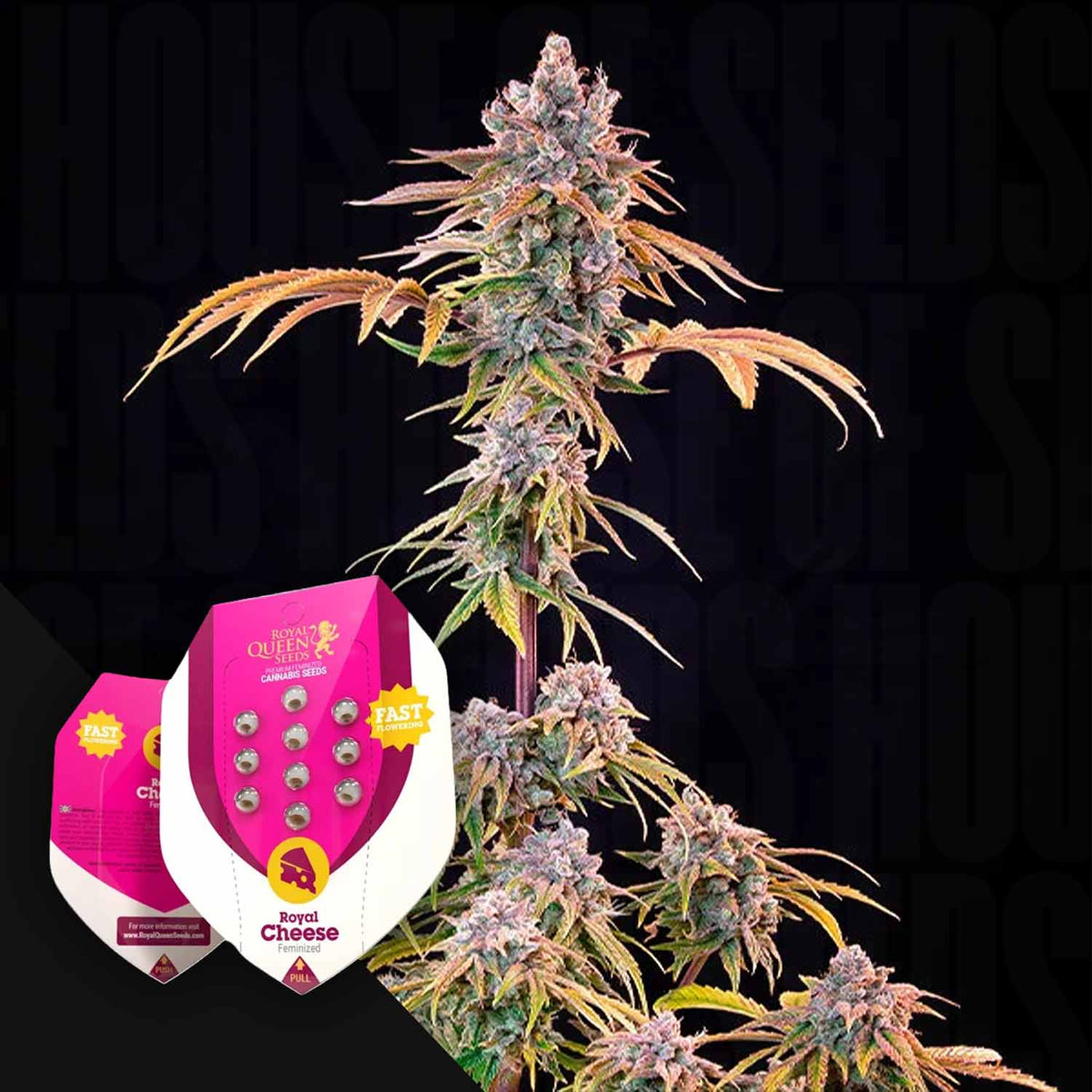 Royal Queen Seeds - Royal Cheese (Fast Flowering)