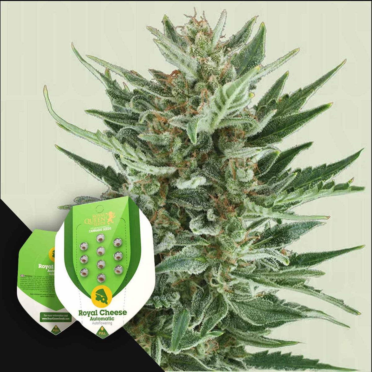 Royal Queen Seeds - Royal Cheese Auto