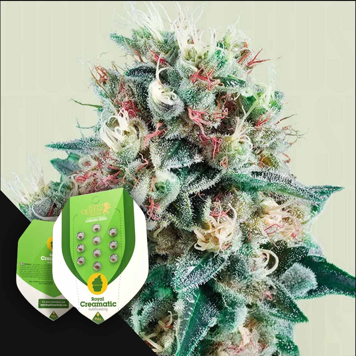 Royal Queen Seeds - Royal Creamatic