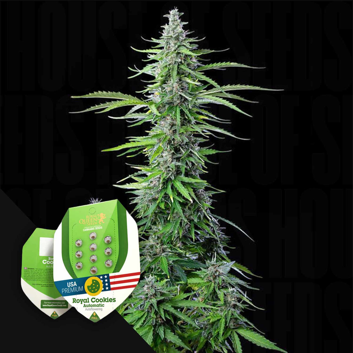 Royal Queen Seeds - Royal Cookies Auto