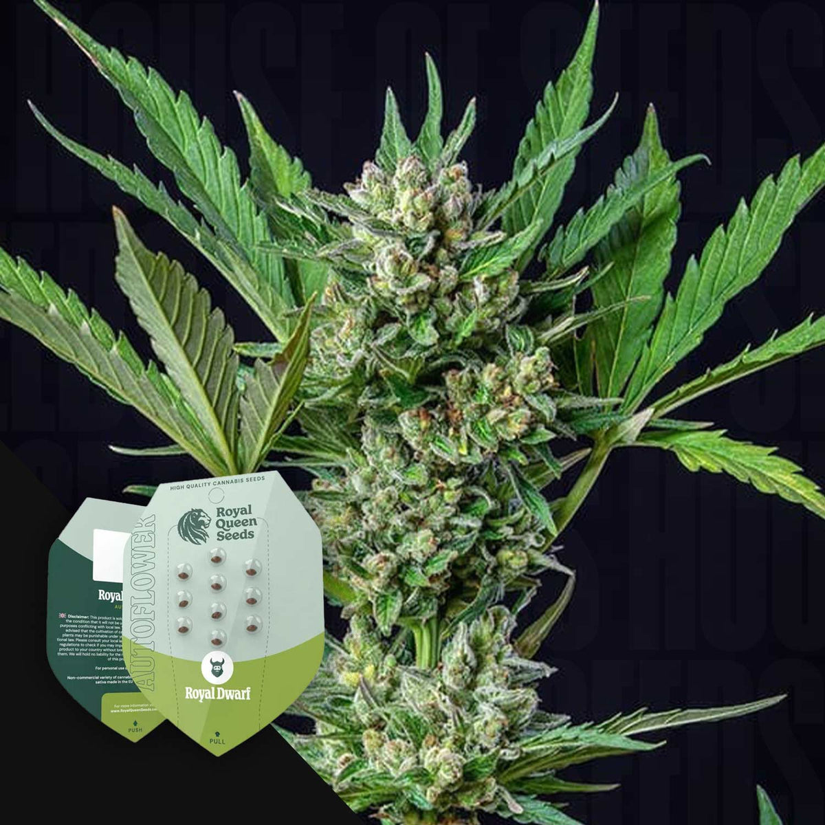 Royal Queen Seeds - Royal Dwarf