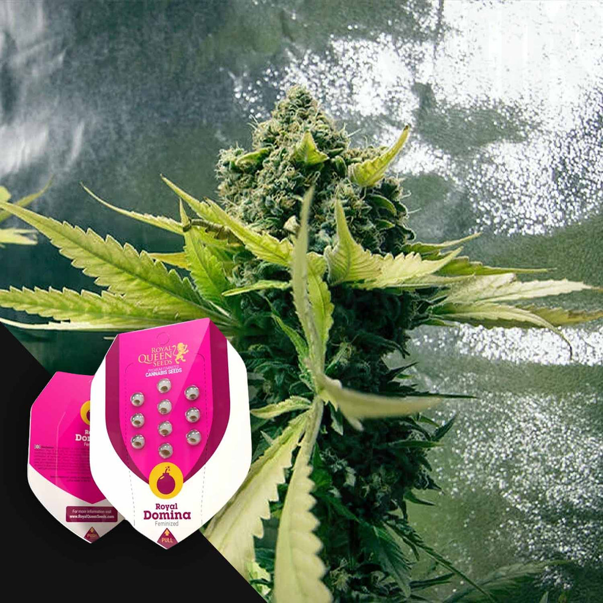Royal Queen Seeds - Royal Domina