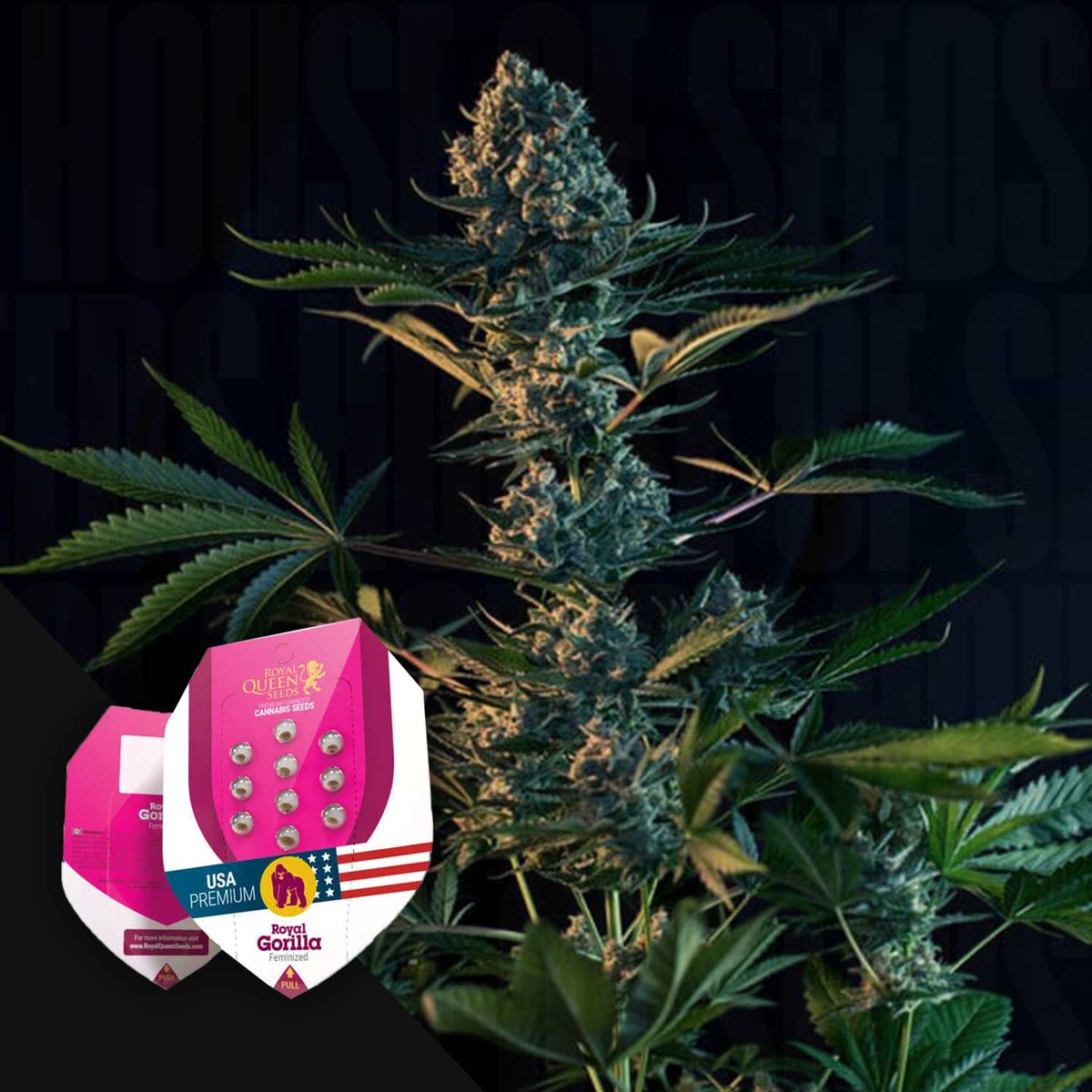 Royal Queen Seeds - Royal Gorilla