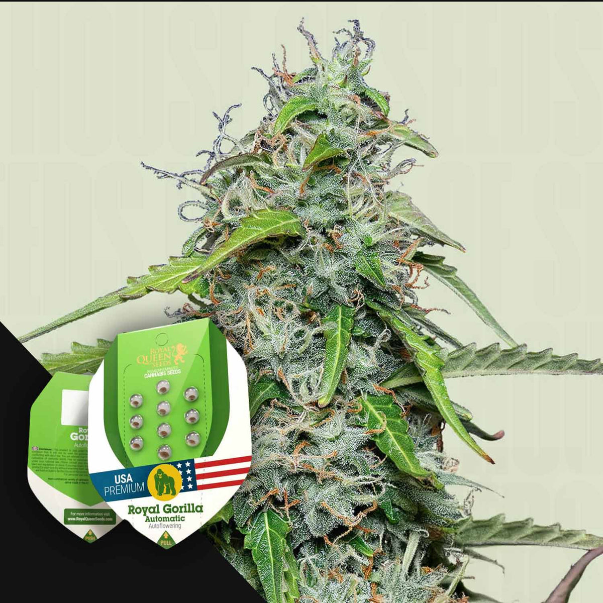 Royal Queen Seeds - Royal Gorilla Auto