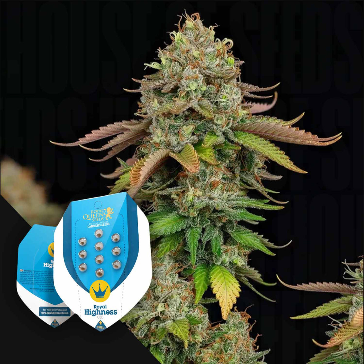 Royal Queen Seeds - Royal Highness