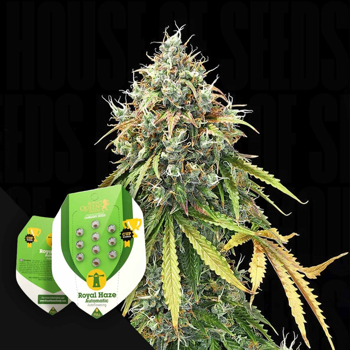 Royal Queen Seeds - Royal Haze Autom.