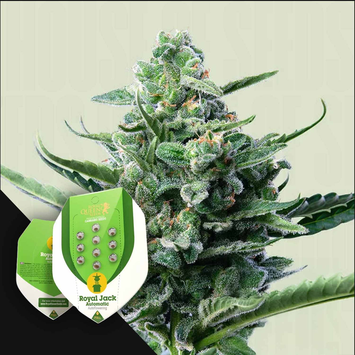 Royal Queen Seeds - Royal Jack Auto