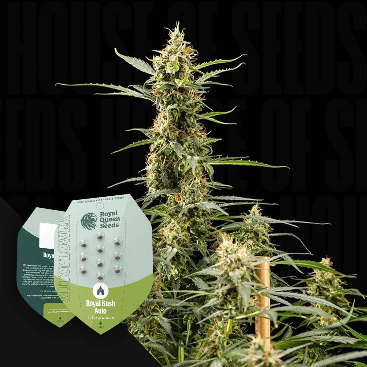 Royal Queen Seeds - Royal Kush Automatic