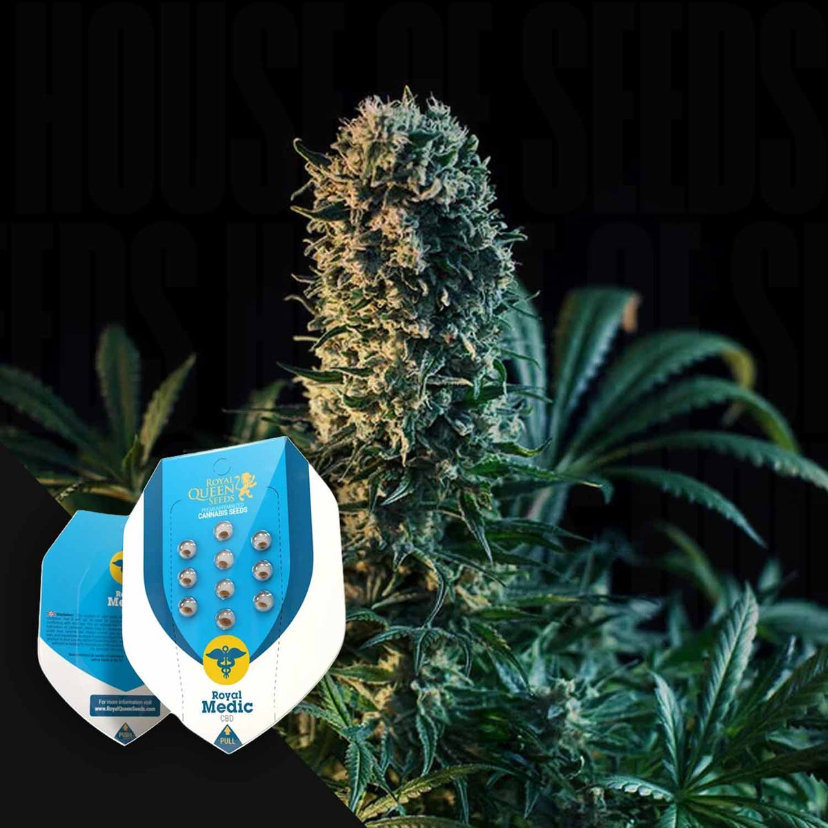 Royal Queen Seeds - Royal Medic