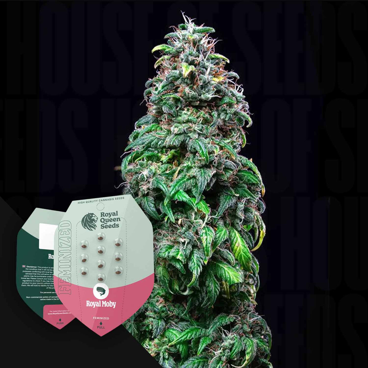 Royal Queen Seeds - Royal Moby