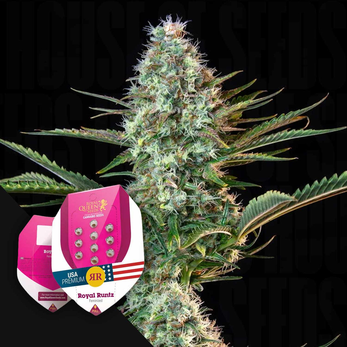 Royal Queen Seeds - Royal Runtz