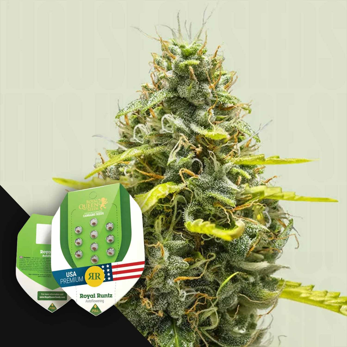 Royal Queen Seeds - Royal Runtz Auto