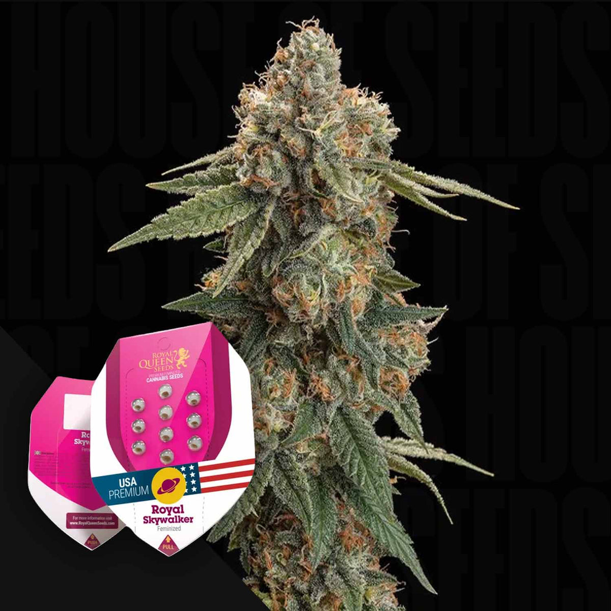 Royal Queen Seeds - Royal Skywalker