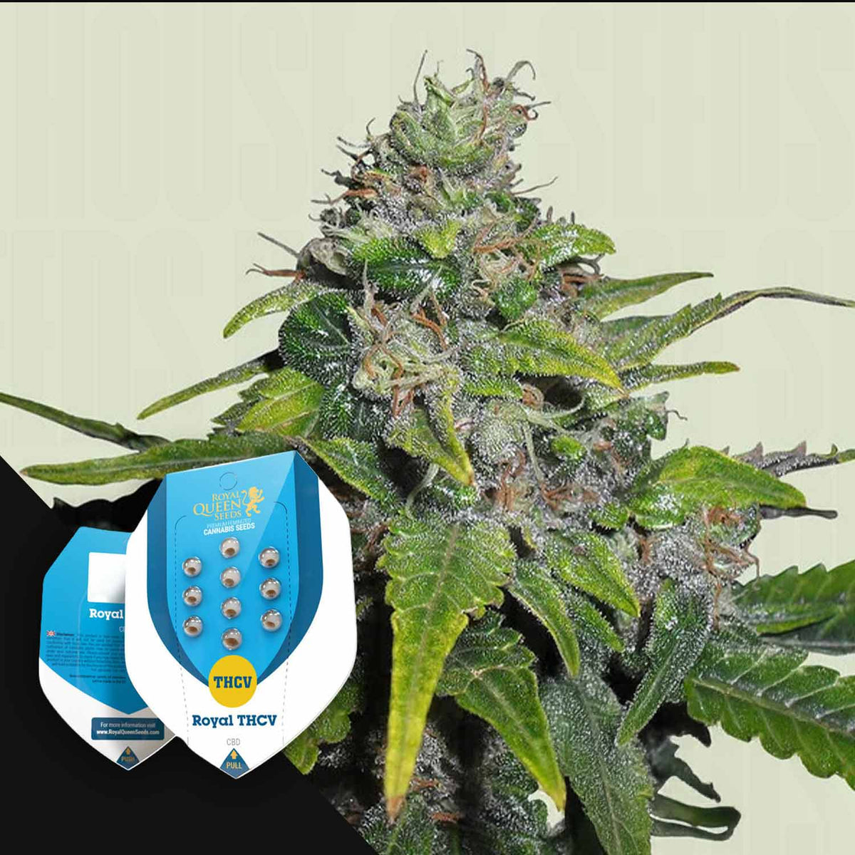 Royal Queen Seeds - Royal THCV