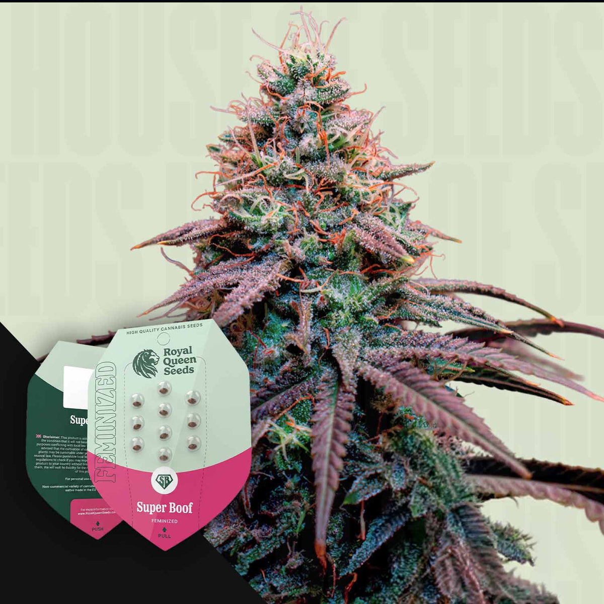 Royal Queen Seeds - Super Boof