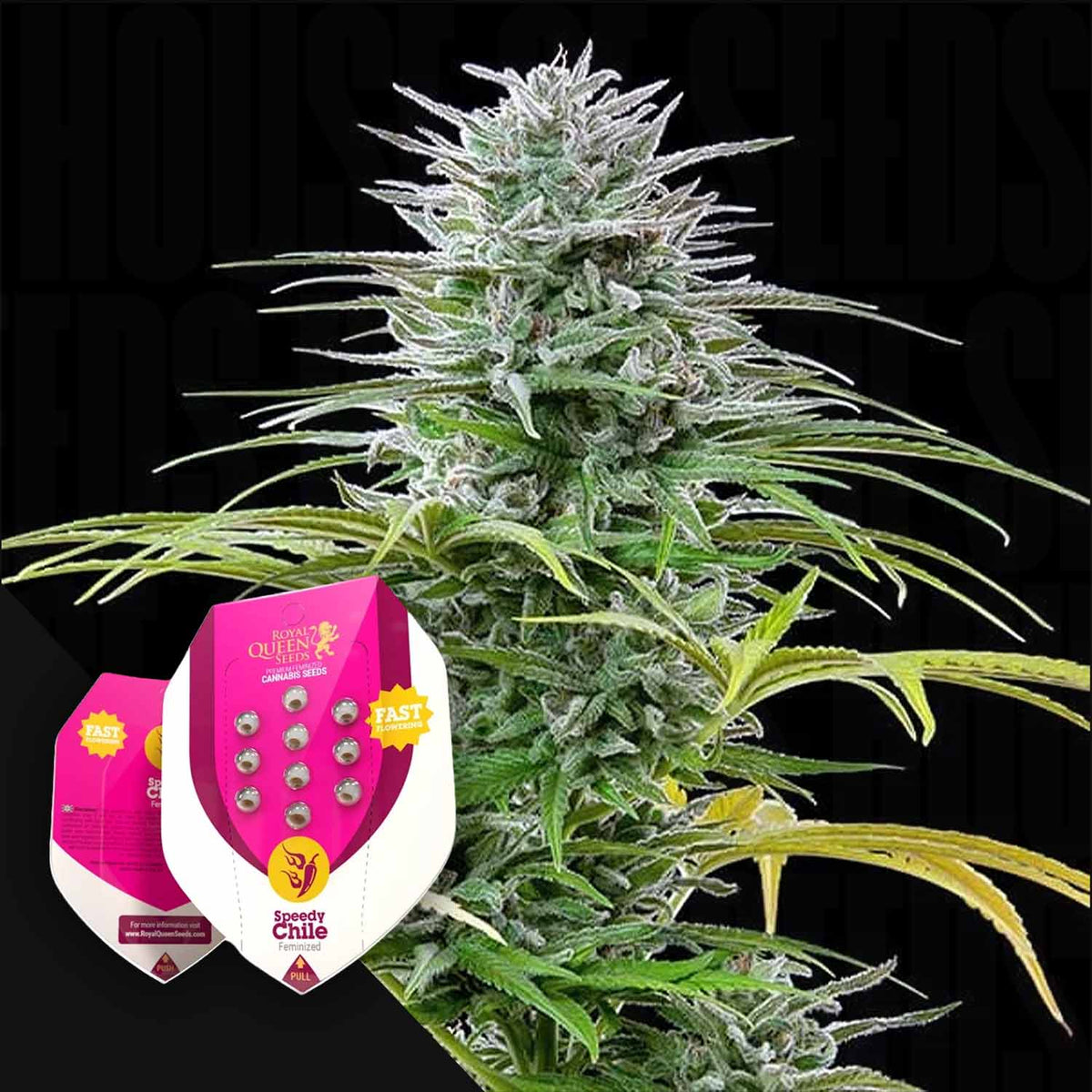 Royal Queen Seeds - Speedy Chile (Fast Flowering)