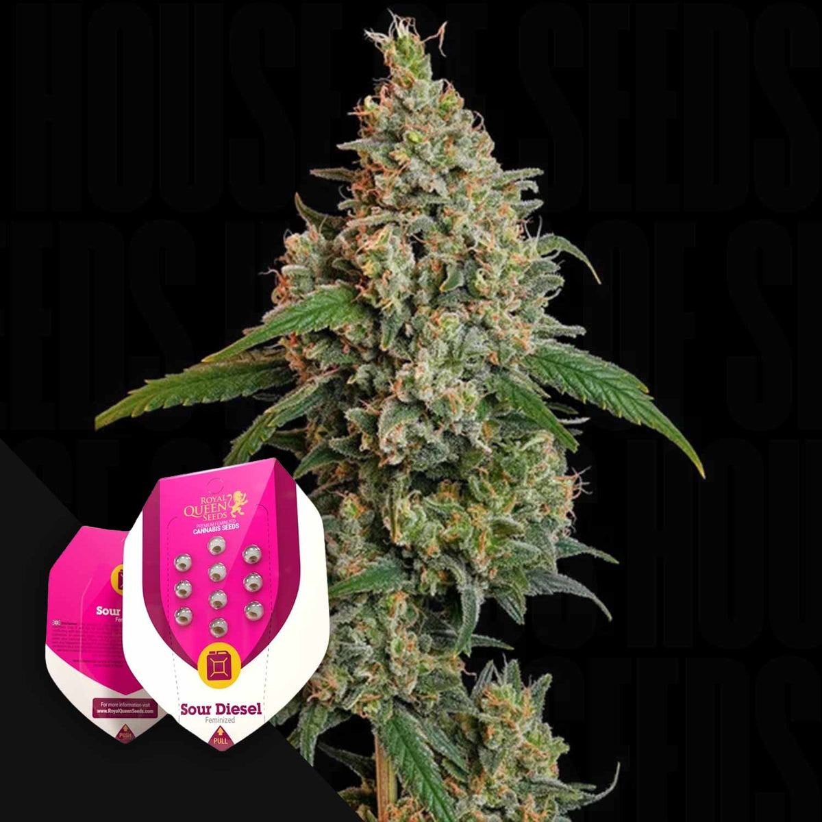 Royal Queen Seeds - Sour Diesel
