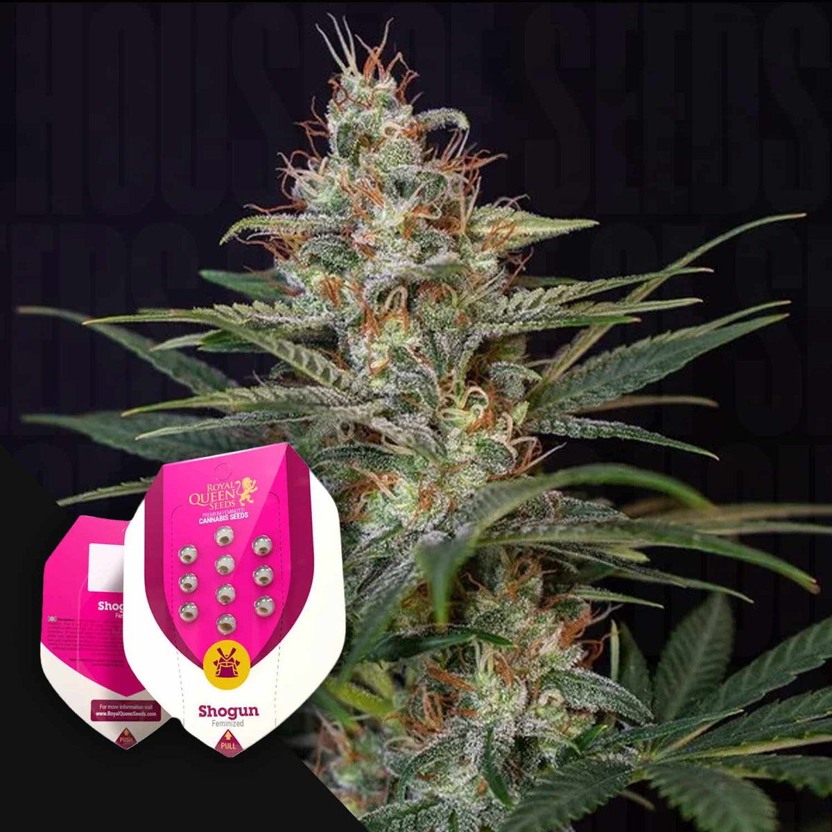 Royal Queen Seeds - Shogun