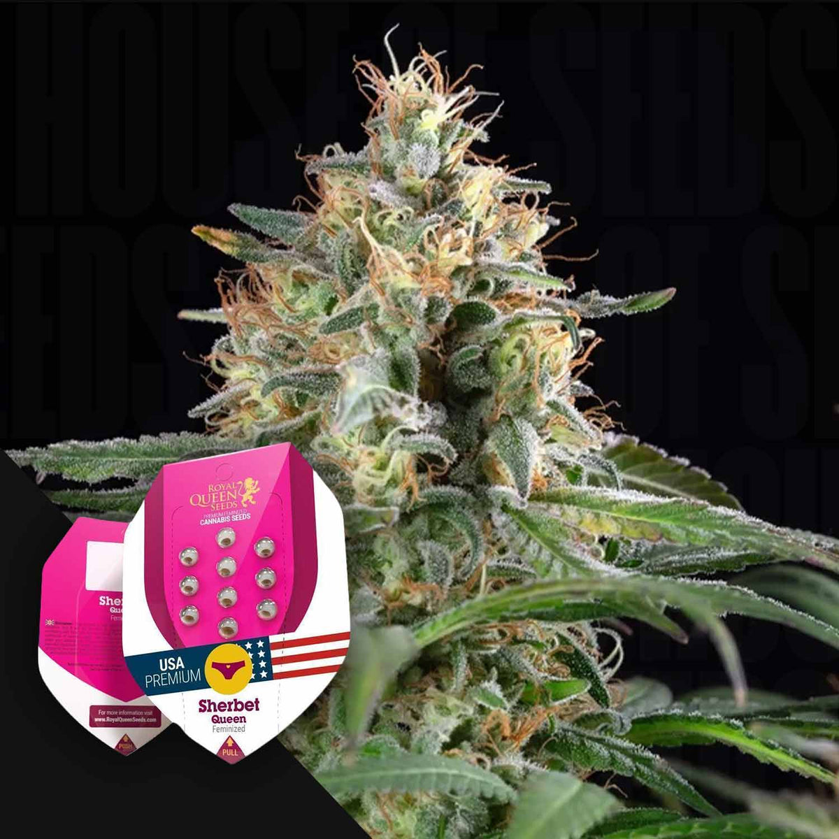 Royal Queen Seeds - Sherbet Queen