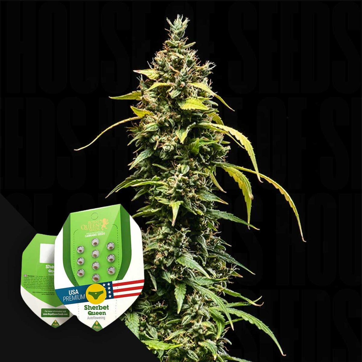 Royal Queen Seeds - Sherbet Queen Auto
