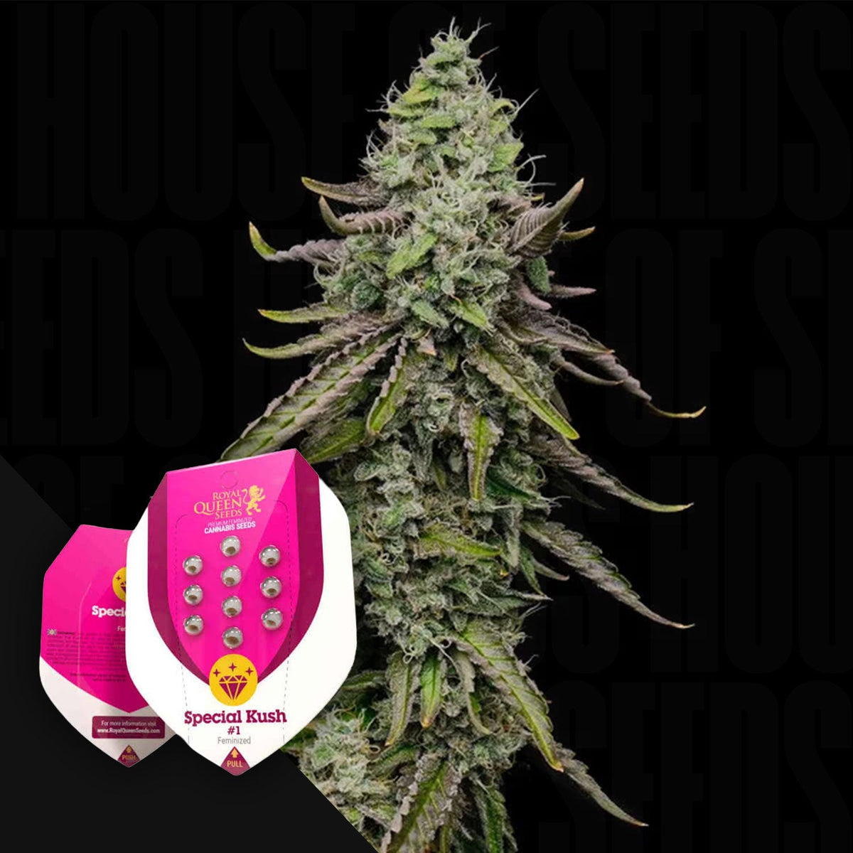 Royal Queen Seeds - Special Kush 1