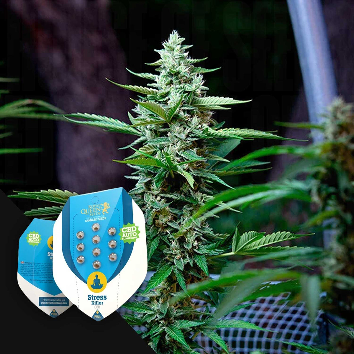 Royal Queen Seeds - Stress Killer Automatic CBD