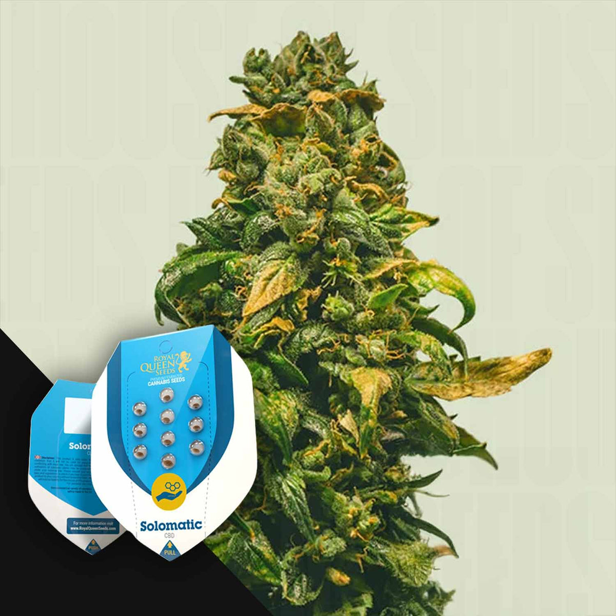 Royal Queen Seeds - Solomatic CBD