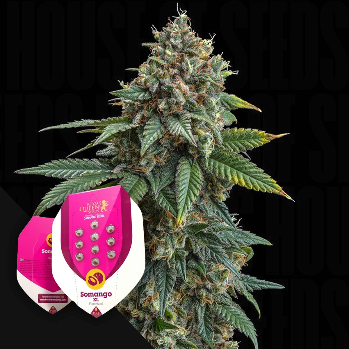 Royal Queen Seeds - Somango XL