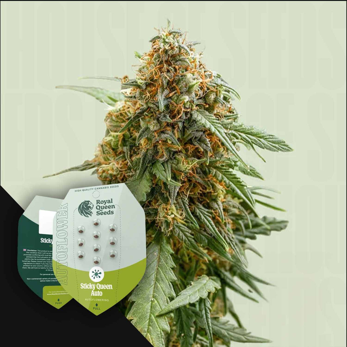 Royal Queen Seeds - Sticky Queen Auto
