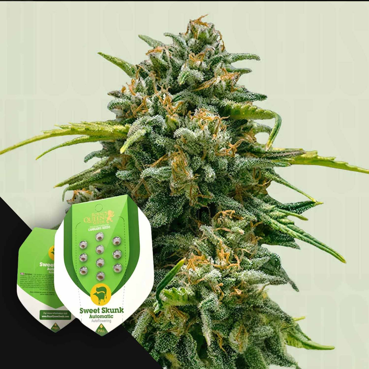 Royal Queen Seeds - Sweet Skunk Auto