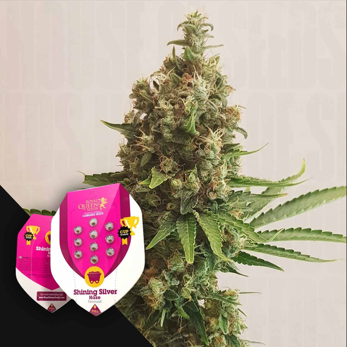 Royal Queen Seeds - Shining Silver Haze