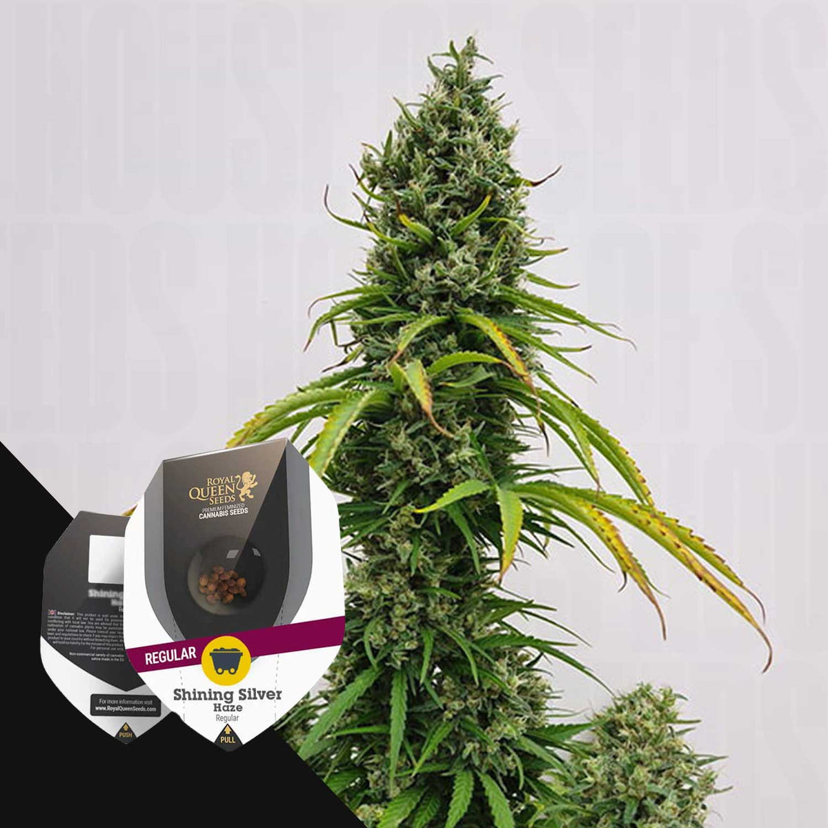 Royal Queen Seeds - Shining Silver Haze Regular