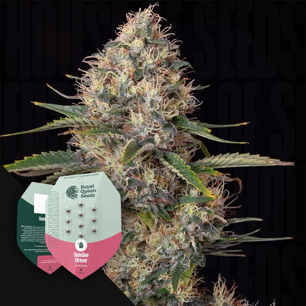 Royal Queen Seeds - Sundae Driver