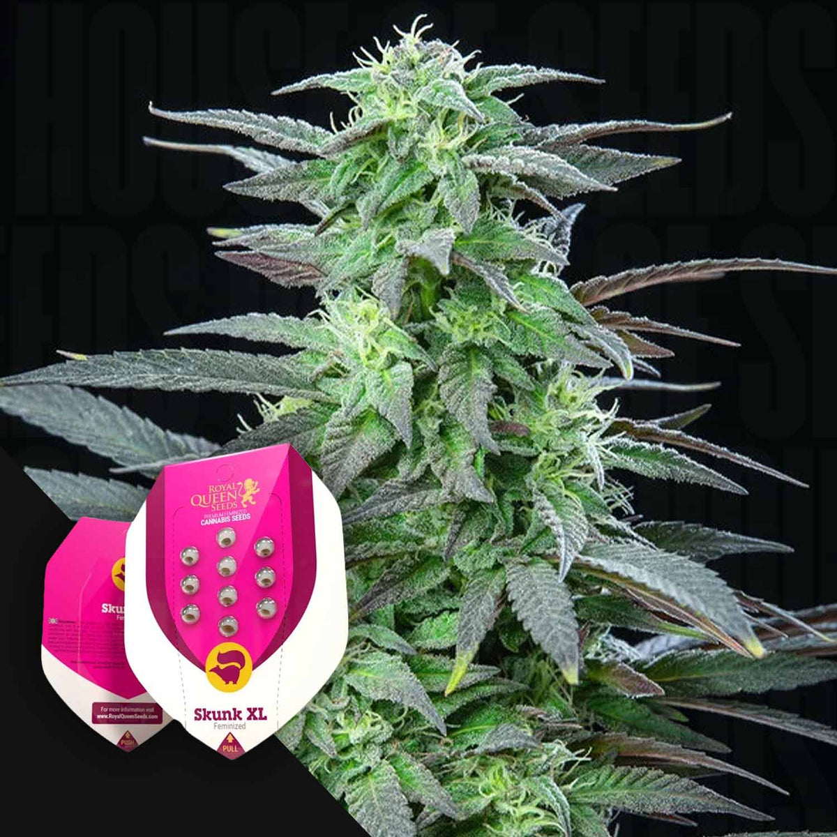 Royal Queen Seeds - Skunk XL