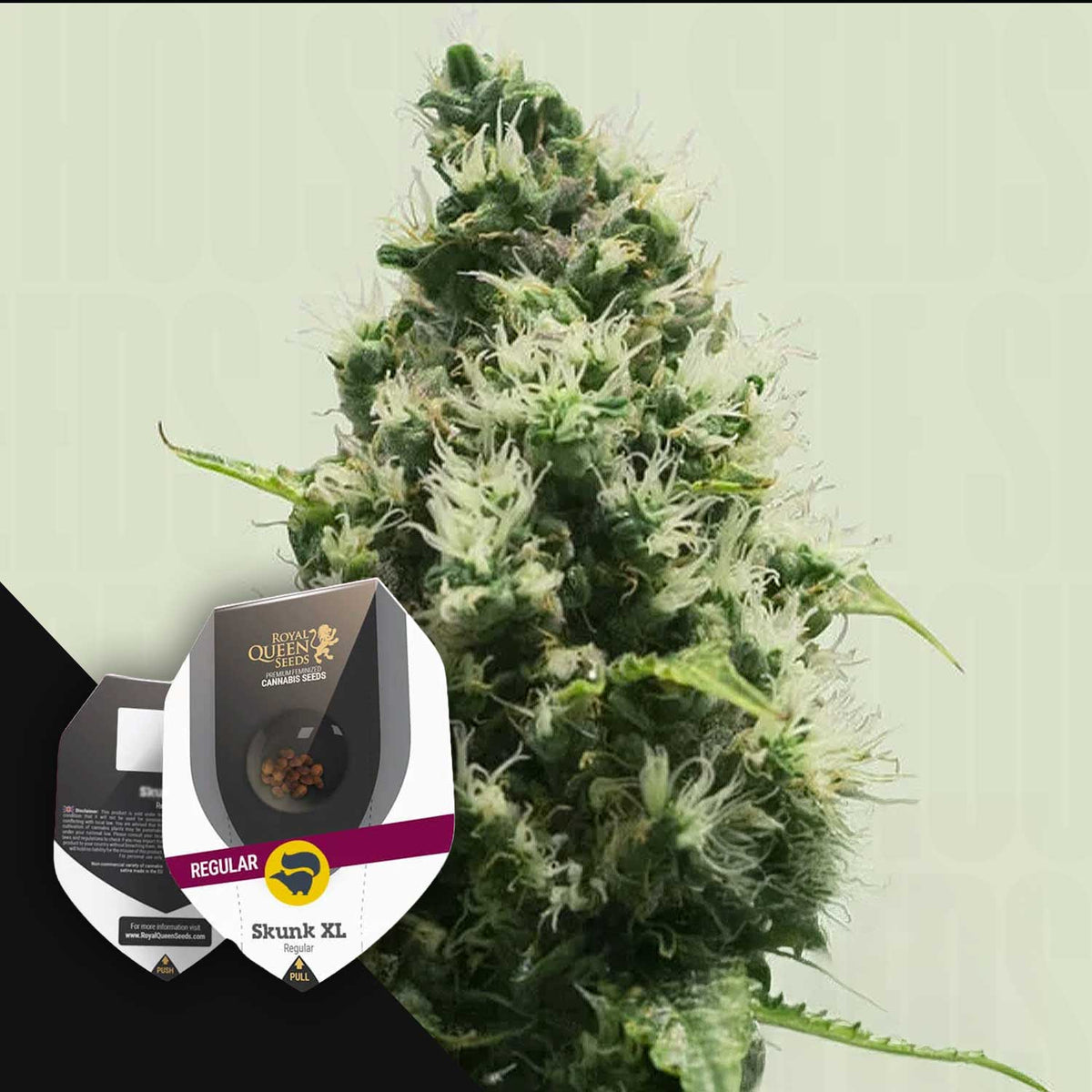Royal Queen Seeds - Skunk XL Regular
