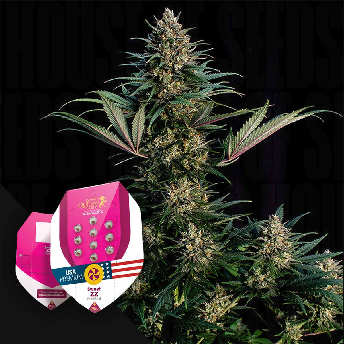 Royal Queen Seeds - Sweet ZZ