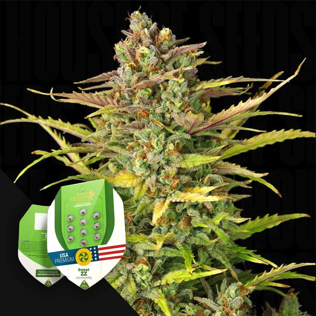 Royal Queen Seeds - Sweet ZZ Auto
