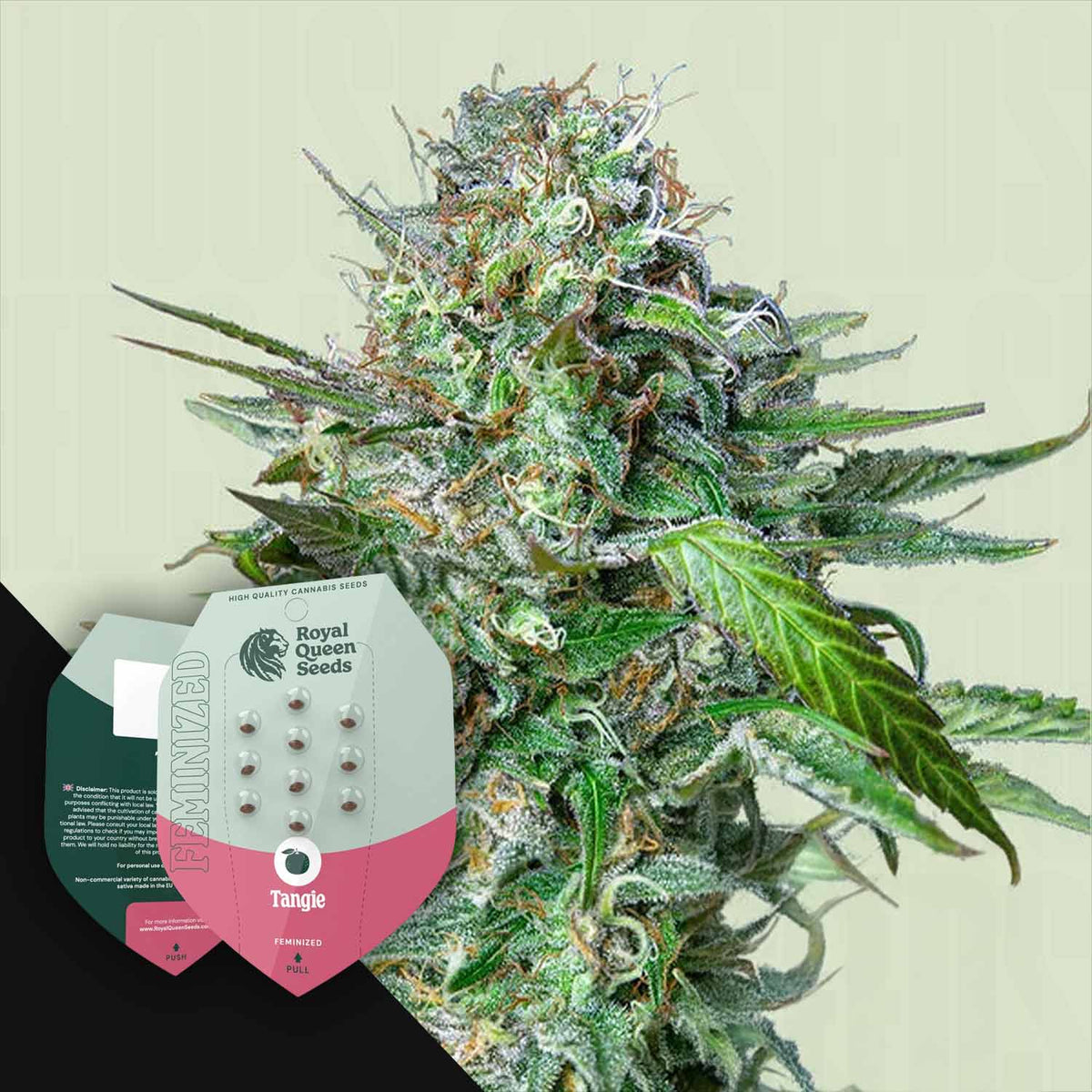 Royal Queen Seeds - Tangie