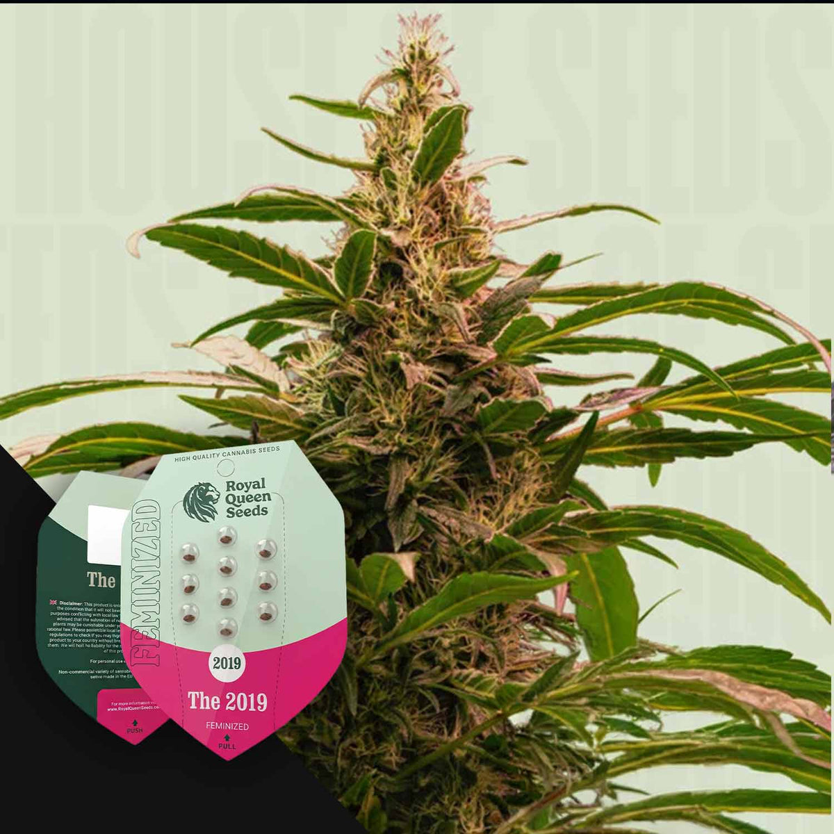 Royal Queen Seeds - The 2019