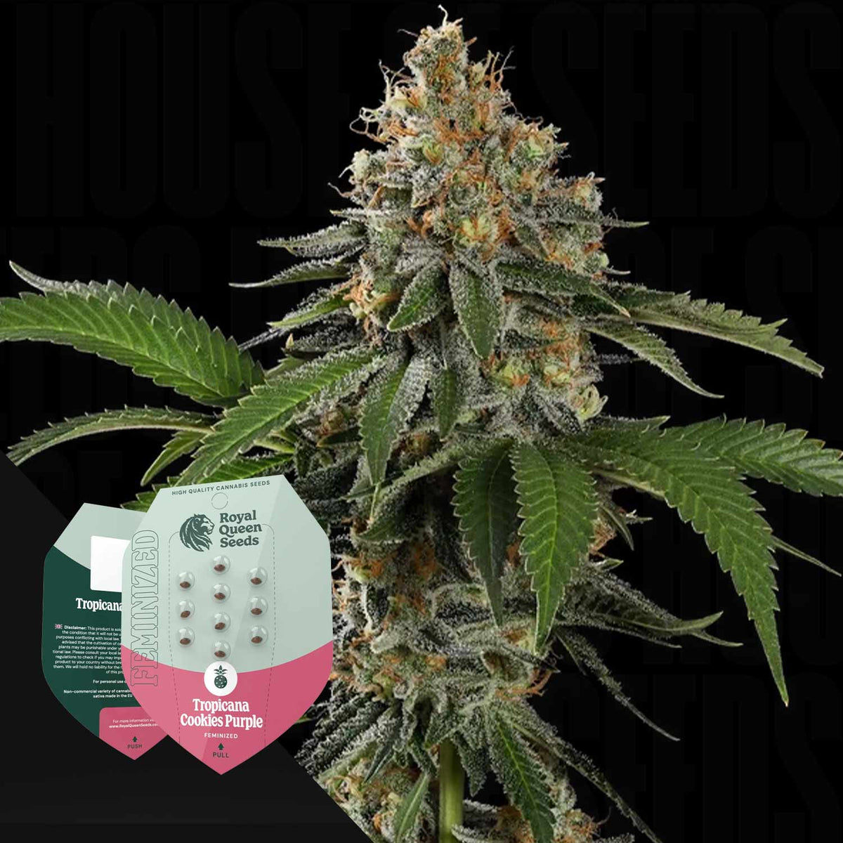 Royal Queen Seeds - Tropicana Cookies Purple