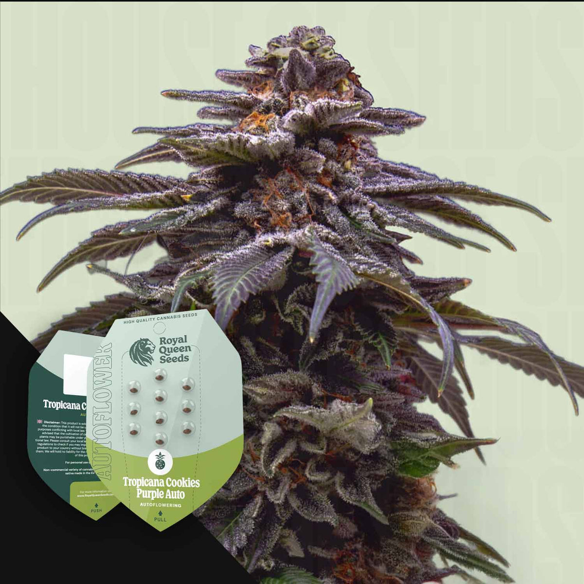 Royal Queen Seeds - Tropicana Cookies Purple Auto