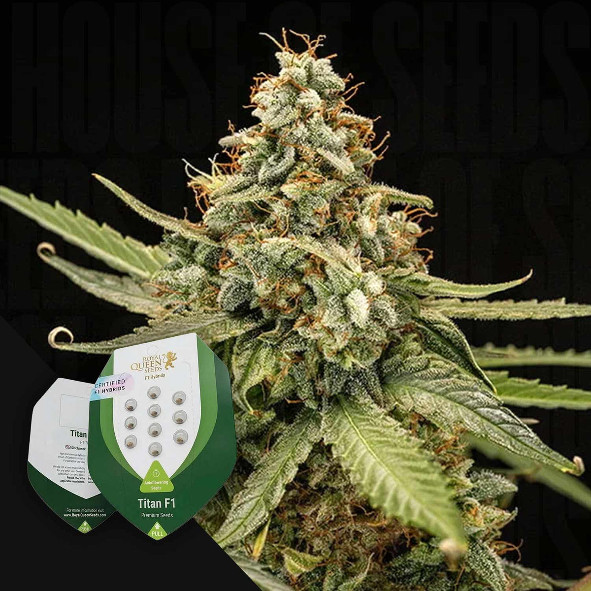 Royal Queen Seeds - Titan F1
