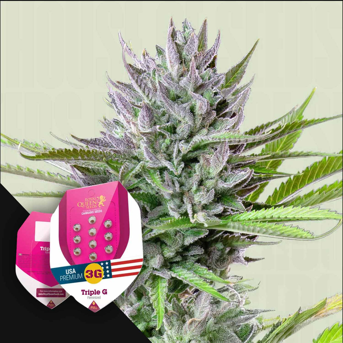Royal Queen Seeds - Triple G
