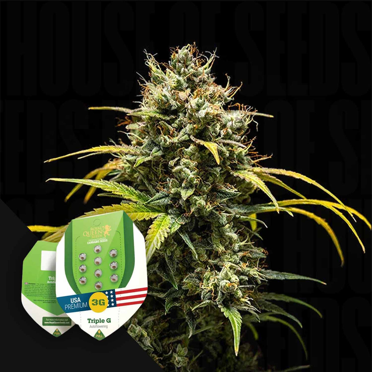 Royal Queen Seeds - Triple G Auto