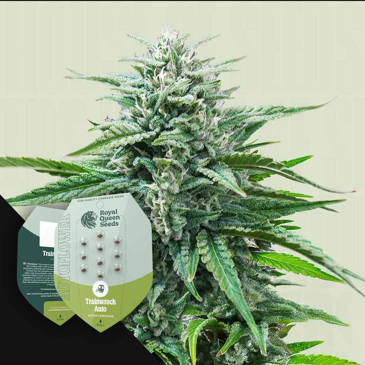 Royal Queen Seeds - Trainwreck Auto