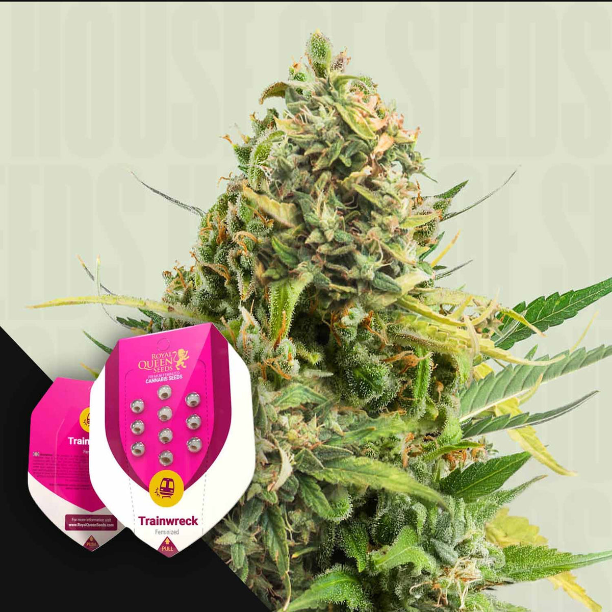 Royal Queen Seeds - Trainwreck